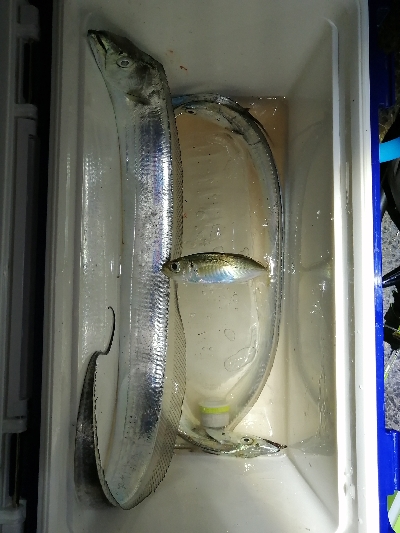 かなり厳しくなってきました