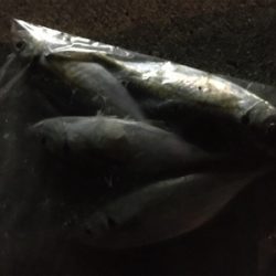 アジングまずまず