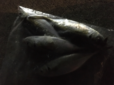 アジングまずまず