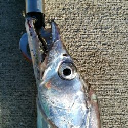 釣り納めドラゴン