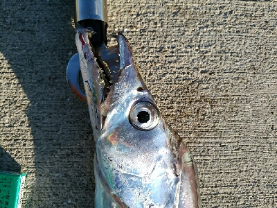 釣り納めドラゴン