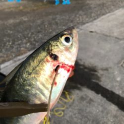 まさかのマトウダイ(笑´∀︎`)