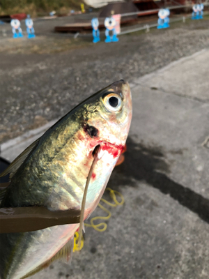 まさかのマトウダイ(笑´∀︎`)