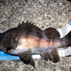 ついに”尺”現る！