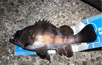 ついに”尺”現る！