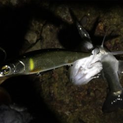 今年あと１匹青物がほしくて