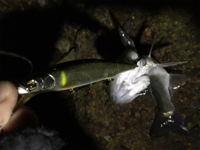 今年あと１匹青物がほしくて