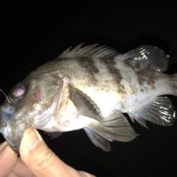 ライトゲームで五目釣り達成