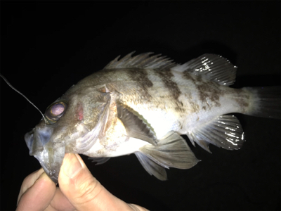 ライトゲームで五目釣り達成