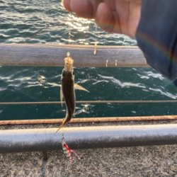 タチウオ不在アジ遊戯