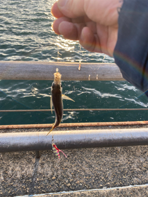 タチウオ不在アジ遊戯