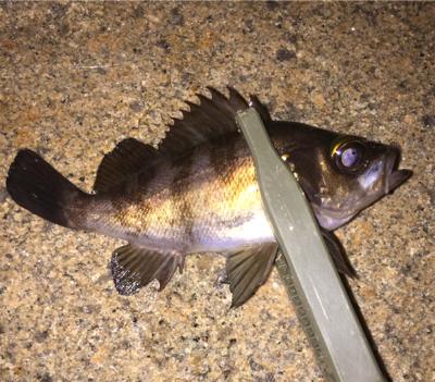 2019年 釣り納め