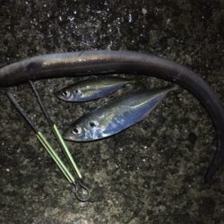 でかアジ入れ食い