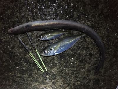 でかアジ入れ食い