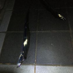 マリーナシティのタチウオ