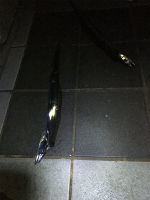 マリーナシティのタチウオ