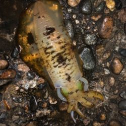 エギングでまさかの…