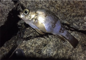 竿納めアジング