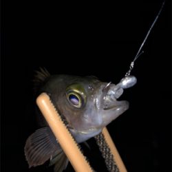 明石の漁港にアジ調査してきました。