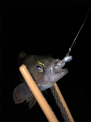 明石の漁港にアジ調査してきました。