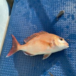 メバル　　純栄丸