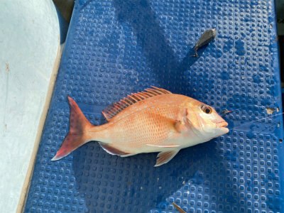 メバル　　純栄丸