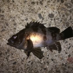 尺タケノコゲット!