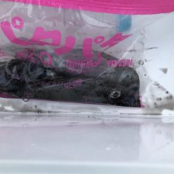 冬アオリまだまだ釣れます!