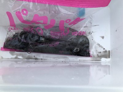 冬アオリまだまだ釣れます!