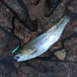 芥川で釣り納め