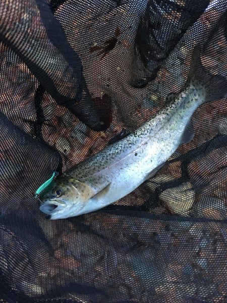 芥川で釣り納め