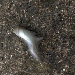 釣り納めアジング