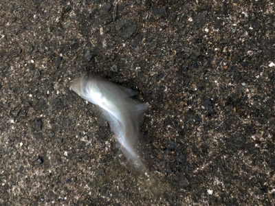 釣り納めアジング