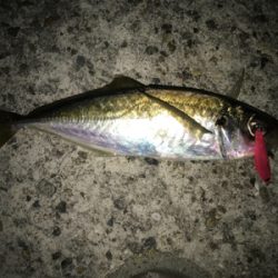 釣り納めばりんぐ！