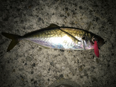 釣り納めばりんぐ！