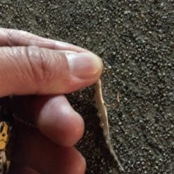 アジング絶好調!