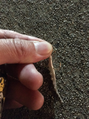 アジング絶好調!