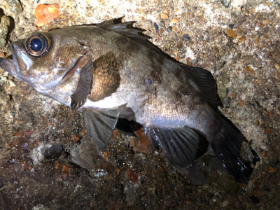 良型、入ってきてます！