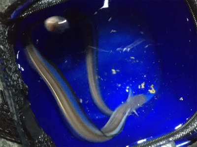 クーラー満タン