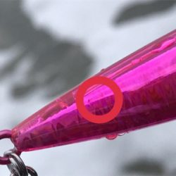 肥えたシーバス