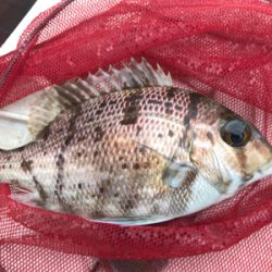 釣り納めでホエールウォッチング！