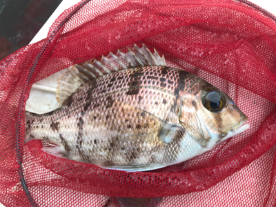 釣り納めでホエールウォッチング！