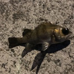 NEWロッドアジング