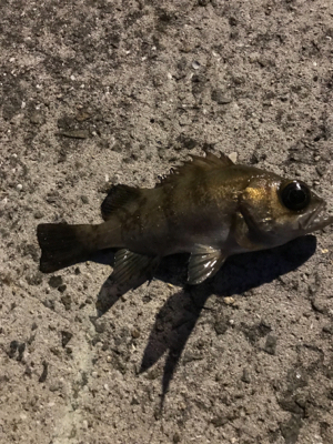 NEWロッドアジング