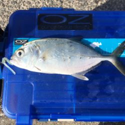 初魚種連チャンw