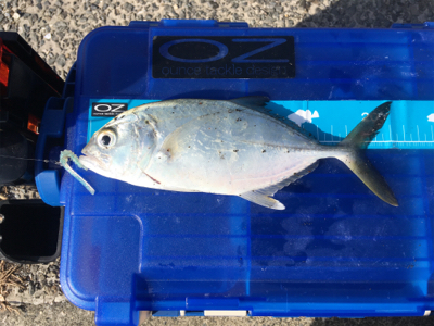 初魚種連チャンw