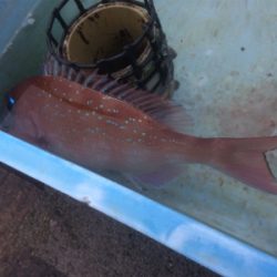 お正月用真鯛チャレンジ