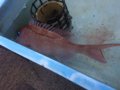 お正月用真鯛チャレンジ