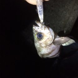 釣り納めだよアジしばき