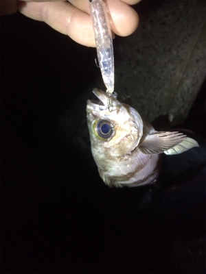 釣り納めだよアジしばき